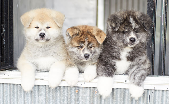 秋田犬