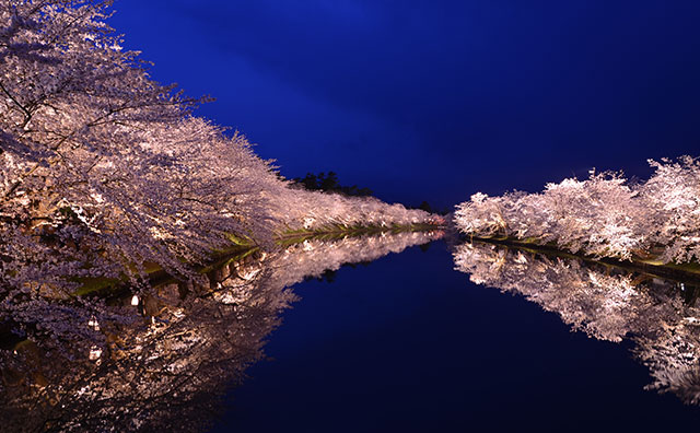 弘前公園　西濠の夜桜