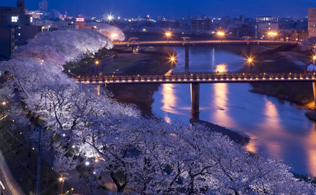 足羽川桜並木