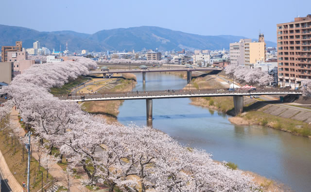 足羽川桜並木