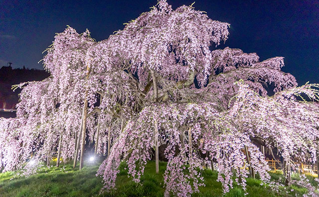 三春滝桜