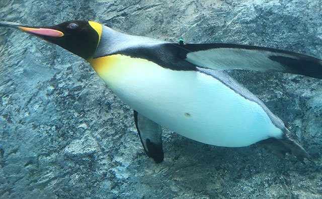 旭山動物園のペンギン