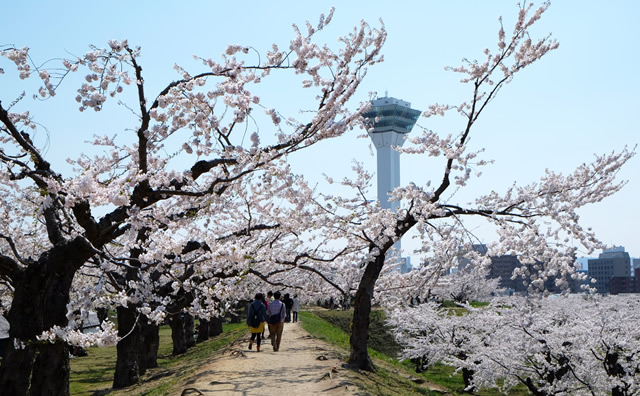 五稜郭公園