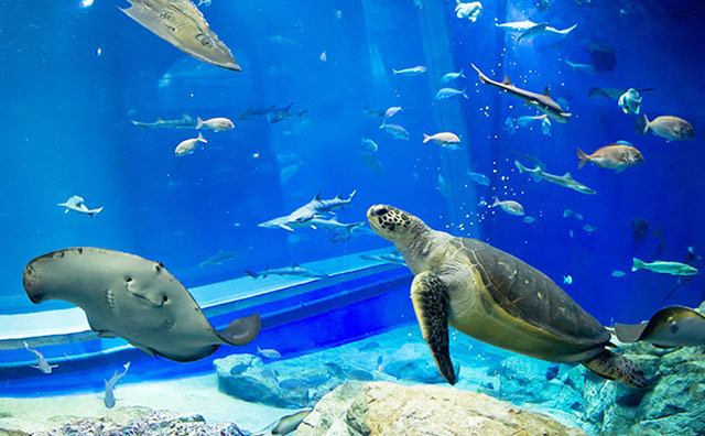 アクアワールド茨城県大洗水族館　出会いの海の大水槽