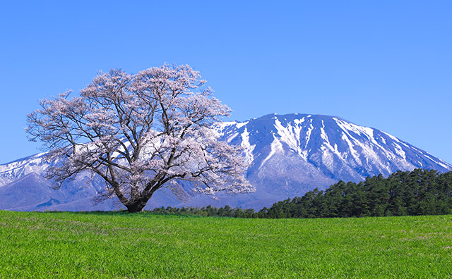 小岩井農場　一本桜