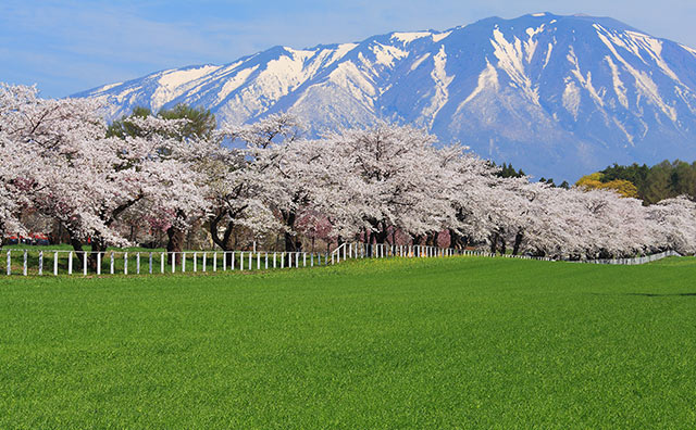 小岩井農場　桜並木