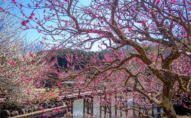 修善寺 虹の郷