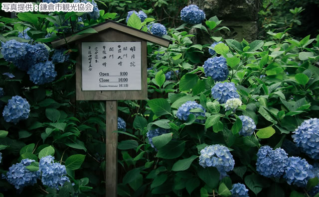 明月院        　　　　