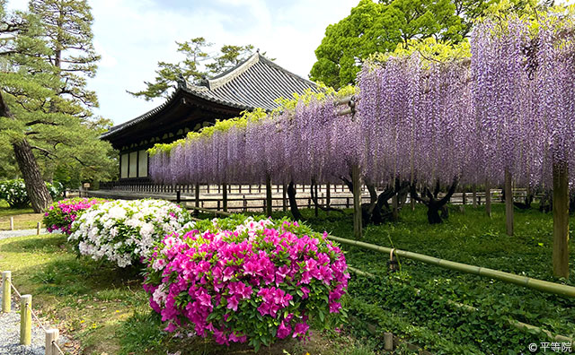平等院　藤とツツジ