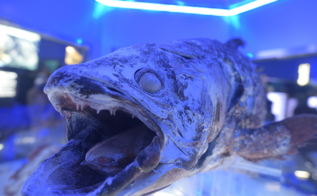 沼津港深海水族館　シーラカンスの冷凍標本