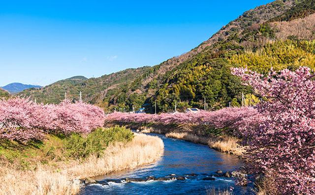 河津桜