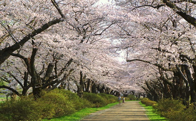 北上展勝地の桜