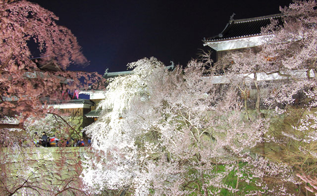 上田城跡公園の桜
