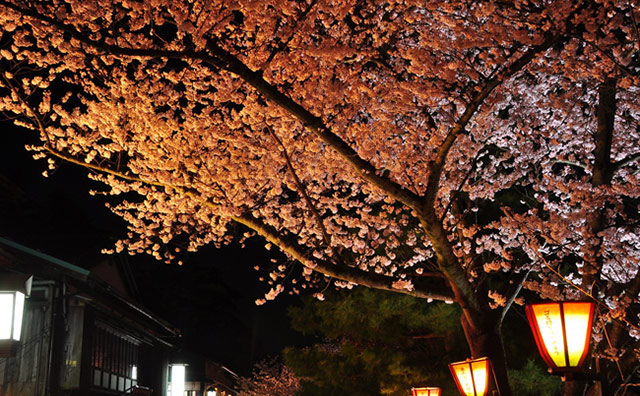 兼六園の桜