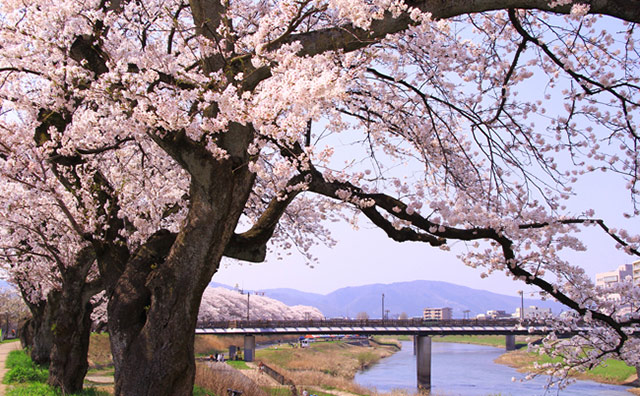 足羽川桜並木