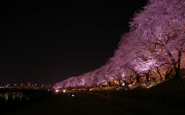 足羽川桜並木の桜