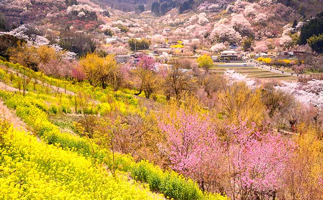 花見山公園