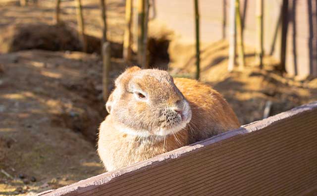 月うさぎの里
