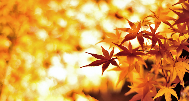 【関東】夜の灯りに煌めく！鮮やかな紅葉おすすめスポット