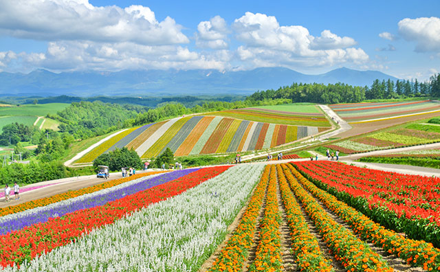 北海道 富良野の花畑