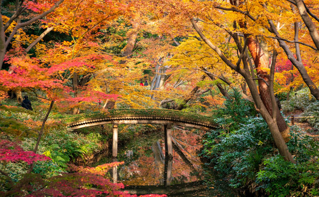 【2025年】東京の紅葉時期はいつ？おすすめの紅葉名所11選