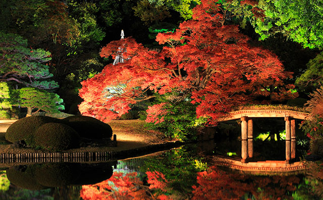 六義園 ライトアップ