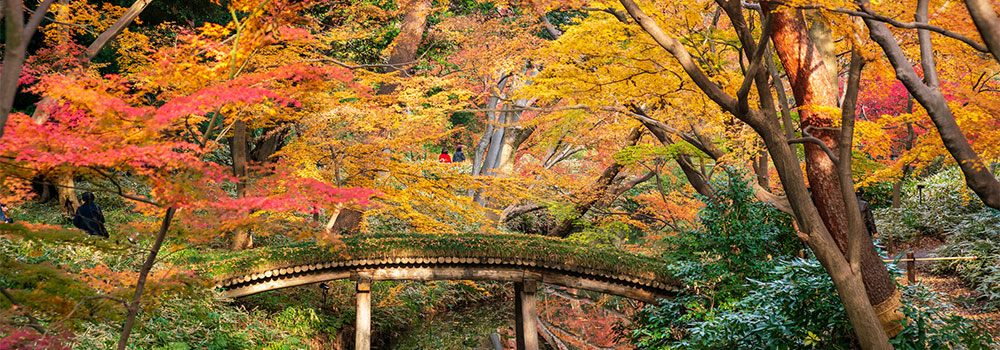 東京の紅葉時期はいつ？おすすめの紅葉名所11選