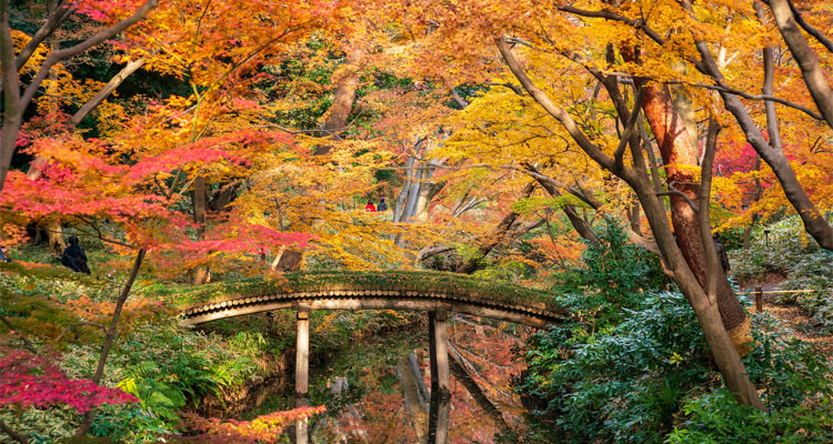 東京の紅葉時期はいつ？おすすめの紅葉名所11選