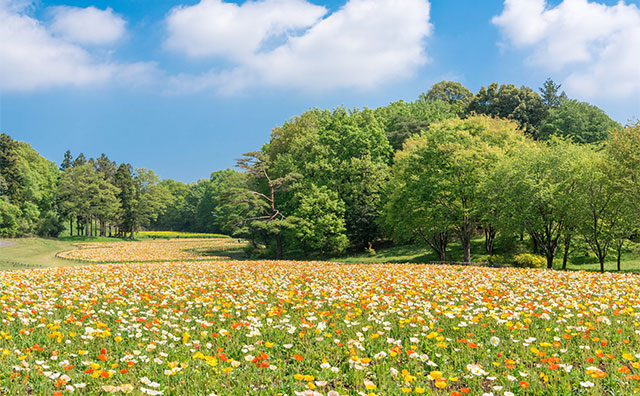 国営武蔵丘陵森林公園