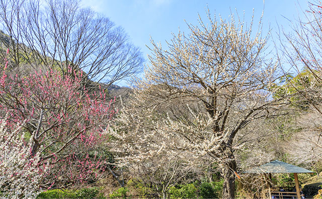 熱海梅園