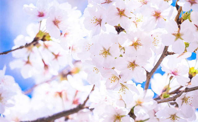 お花見と温泉を一緒に楽しむなら、開花時期を要チェック