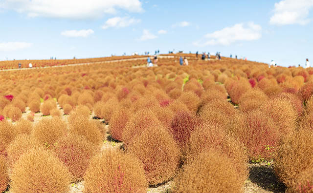 黄金コキア