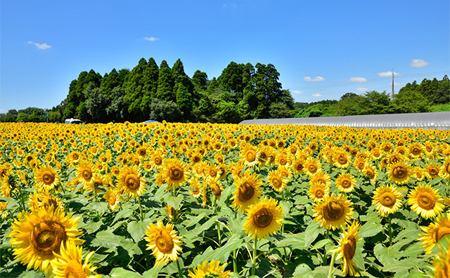 成田ゆめ牧場（千葉）