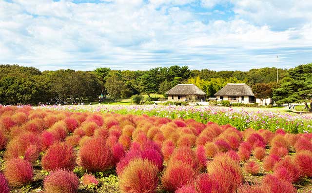 ひたち海浜公園のコキアの魅力とは？列車で日帰りでも堪能できる秋の絶景を紹介