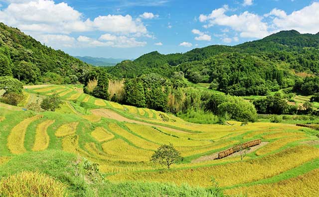 大山千枚田