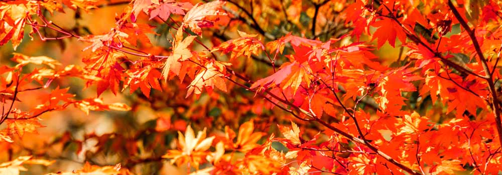 宮城の紅葉スポットには新幹線で行こう！一度は見ておきたい絶景エリアも紹介