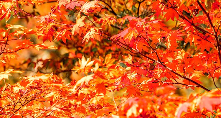 宮城の紅葉スポットには新幹線で行こう！一度は見ておきたい絶景エリアも紹介