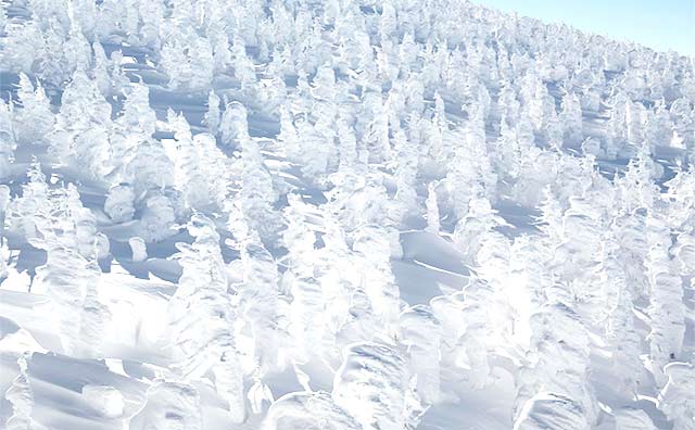 蔵王の樹氷