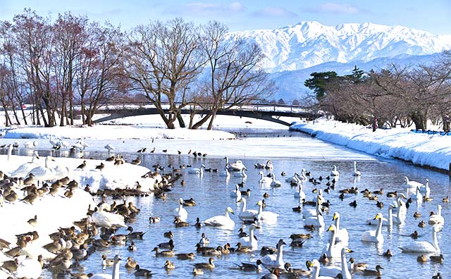 瓢湖（ひょうこ）（新潟県）