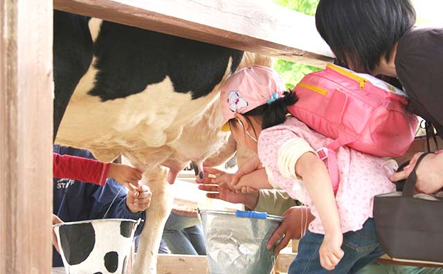 上手にできるかな？乳しぼり教室