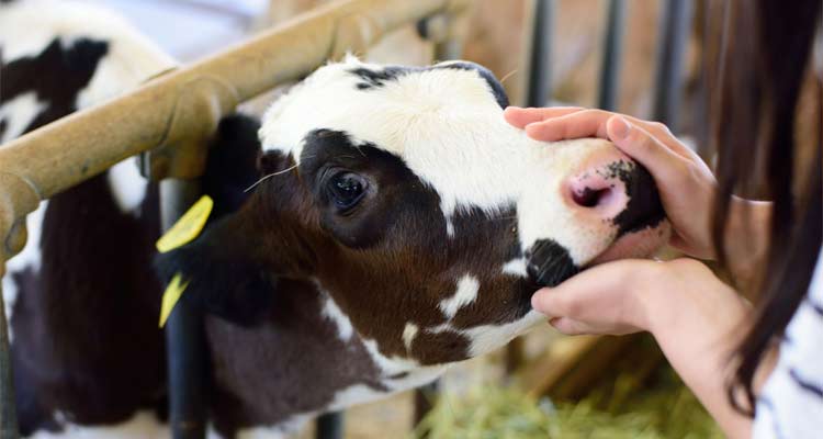 成田ゆめ牧場で思いっきり遊ぼう！動物とのふれあいやボルダリング、キャンプも楽しむ