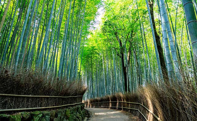 竹林の小径