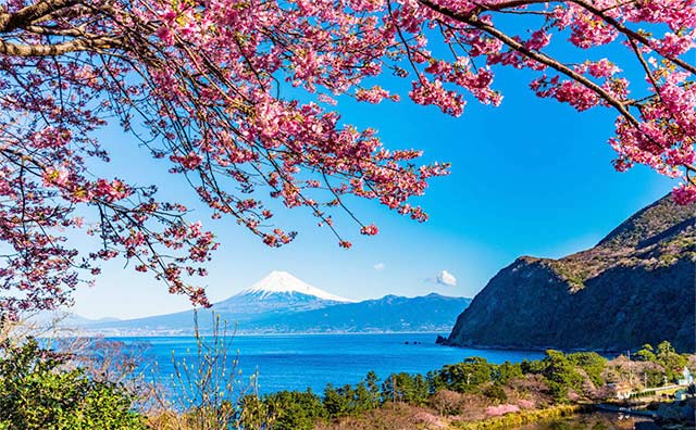 伊豆の河津桜を楽しめるスポット