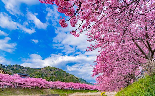 河津桜まつりに行ってみよう