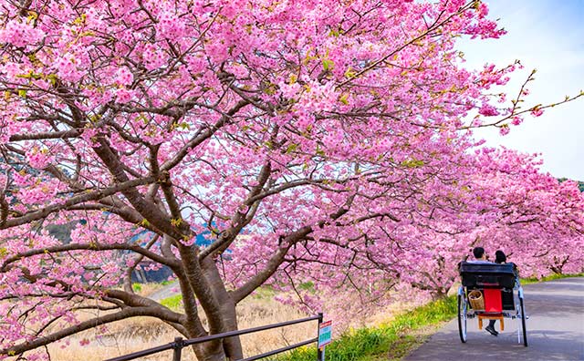 お花見人力車