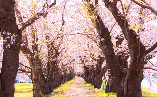 桧木内川堤の桜