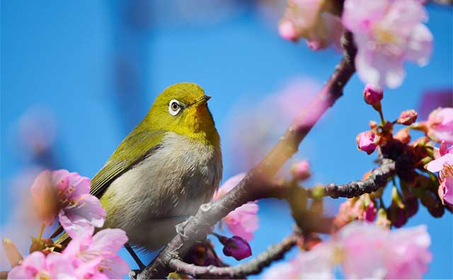 関東の桜名所を見に行こう！