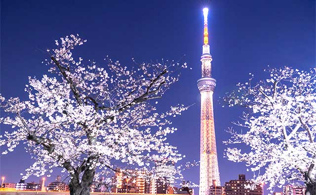 関東の桜名所をピックアップ