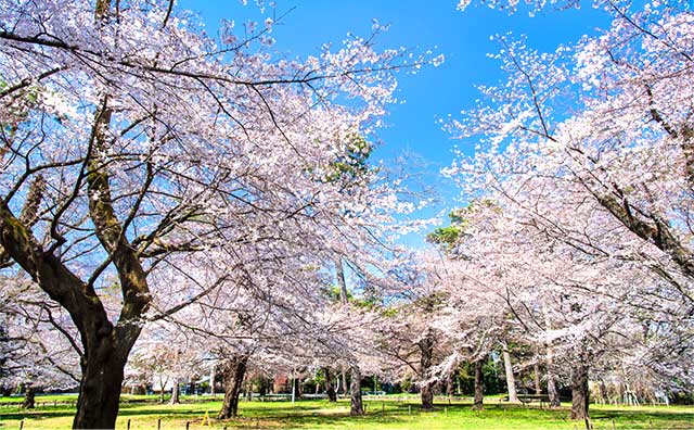 大宮公園