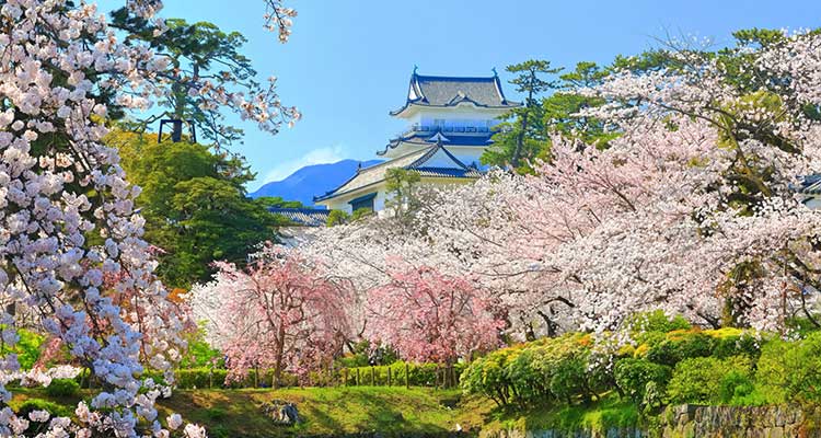 【関東】桜の便りが届いたら…訪れてみたい名所をピックアップ
